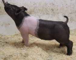 Sire: Try Harder<br>
Sire of Dam: Foresight 115-12<br>
Weight: 56<br>
COMMENTS: <BR>
• The 227 litter Try Harders are maybe as deep of a litter as we have in the offering and we have really high expectations here. Check out mate barrows lots 30-34, this litter is extremely deep and consistent. <BR>
• They offer an impeccable skeleton in a stout, hairy package and they read to be the kind that only gets better as they mature.
• Dam Foresight 115-12 is Anything Goes’ mom and she is one of our very best young sows in production. <BR>
• These gilts look like their mom! They will have tremendous genetic value when it’s all said and done.
<BR>
<br>
<a href="https://youtu.be/9kuRxMiMwF0" target="_blank" rel="noopener noreferrer">YOUTUBE LINK</a>