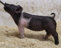Sire: Try Harder<br>
Sire of Dam: Foresight 115-12<br>
Weight: 56<br>
COMMENTS: <BR>
• The 227 litter Try Harders are maybe as deep of a litter as we have in the offering and we have really high expectations here. Check out mate barrows lots 30-34, this litter is extremely deep and consistent. <BR>
• They offer an impeccable skeleton in a stout, hairy package and they read to be the kind that only gets better as they mature.
• Dam Foresight 115-12 is Anything Goes’ mom and she is one of our very best young sows in production. <BR>
• These gilts look like their mom! They will have tremendous genetic value when it’s all said and done.
<BR>
<br>
<a href="https://youtu.be/uZCP03E7XzY" target="_blank" rel="noopener noreferrer">YOUTUBE LINK</a>