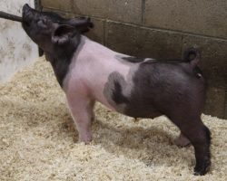 Sire: American Spirit <br>
Sire of Dam: Outbreak 205-4<br>
Weight: 54<br>
COMMENTS: <BR>
• Great pair of Spirit gilts here and these girls are built awesome with an extra heavy duty skeleton to go along with it. <BR>
• 205-4 (Outbreak x Prestige 172-4) dam was our very favorite Outbreak daughter retained from last year and this is her first litter. <BR>
• Typical Spirits, they are strong pasterned and square hocked with extra reach off both ends and tons of skeletal stoutness. <BR>
<br>
<a href="https://youtu.be/78fnD878Prc" target="_blank" rel="noopener noreferrer">YOUTUBE LINK</a>