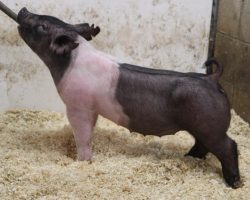 Sire: American Spirit <br>
Sire of Dam: Outbreak 205-4<br>
Weight: 58<br>
COMMENTS: <BR>
• Great pair of Spirit gilts here and these girls are built awesome with an extra heavy duty skeleton to go along with it. <BR>
• 205-4 (Outbreak x Prestige 172-4) dam was our very favorite Outbreak daughter retained from last year and this is her first litter. <BR>
• Typical Spirits, they are strong pasterned and square hocked with extra reach off both ends and tons of skeletal stoutness. <BR>
<br>
<a href="https://youtu.be/dcScN7mkKHE" target="_blank" rel="noopener noreferrer">YOUTUBE LINK</a>