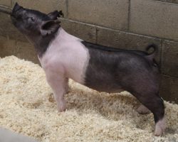 Sire: Coast To Coast<br>
Sire of Dam: Junior 147-3<br>
Weight: 61<br>
COMMENTS: <BR>
• Big chested, big backed, and big ended little Coast to Coast gilt here! Coast to Coast will sire as much power as anything we’ve used and this girl is going to be a truck when it’s all said and done. <BR>
• Junior 147-3 dam is a killer young sow that was shown by the Lane girls at West Coast National last year where she won a heavy gilt class. Grand dam Sunshine & Whiskey 104-1 is ultra productive and has been one of our herd builders this past few years.
<BR>
<br>
<a href="https://youtu.be/4tzAAPsMs24" target="_blank" rel="noopener noreferrer">YOUTUBE LINK</a>