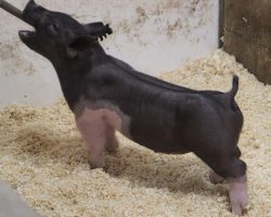 Sire: BD 40-1<br>
Sire of Dam: Foresight 198-6<br>
Weight: 44<br>
COMMENTS: <BR>
• The final mate out of the extra deep 226 litter in this set and this guy DOESN’T SUCK! <BR>
• Check out his mate barrows lots 1 and 2, as well as 5, 6 mate gilts. The entrie litter is big legged and built right from the ground up! <BR>
• Dam is a dynamite young sow that was a dominant show gilt for Amanda Carter in the northwest in 2020 (Foresight x Blurred Vision x Visionary). <BR>
• Momma might have docked this guy’s tail a bit shorter than we would’ve, but don’t underestimate this rascal!
<BR>
<br>
<a href="https://youtu.be/frzvziZvmMw" target="_blank" rel="noopener noreferrer">YOUTUBE LINK</a>