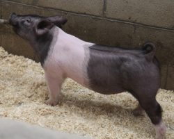 Sire: American Spirit <br>
Sire of Dam: Outbreak 205-4<br>
Weight: 58<br>
COMMENTS: <BR>
• Outstanding mate barrow to lots 40 and 41 and this cat will only continue to get better as he matures and masses up. <BR>
• 205-4 (Outbreak x Prestige 172-4) dam was our very favorite Outbreak daughter retained from last year and this is her first litter. <BR>
• Typical of American Spirit, this guy has monster legs and a great set of running gears, all he needs is a little time!
<BR>
<br>
<a href="https://youtu.be/MCxYH1lcXDY" target="_blank" rel="noopener noreferrer">YOUTUBE LINK</a>