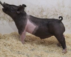 Sire: Coast To Coast <br>
Sire of Dam: Foresight 196-2<br>
Weight: 59<br>
COMMENTS: <BR>
• Extra fun Coast to Coast barrow here with a super unique look! <BR>
• Dam 196-2 is one of our very best Foresight daughters and she’s out of our great Sunshine 109-5 sow who raised the Grand Barrow at Denver in 2020 shown by the Stromberger family. <BR>
• This guy offers a long, sharp neck and extra big center cavity with lots of shape – the kind we love to feed and see where he lands!
<BR>
<br>
<a href="https://youtu.be/uOTWy43oKjQ" target="_blank" rel="noopener noreferrer">YOUTUBE LINK</a>