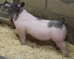 Sire: Hands To Yourself <br>
Sire of Dam: Outta Line 126-9<br>
Weight: 65<br>
COMMENTS: <BR>
• Mega stout bigger blue barrow here that is a mate to lot 20. <BR>
• Dam is an extra powered Up Outta Line x Straight Survivor 87-6 sow who shares the same dam as BD 40-1. Sire Hands to Yourself continues to kill it for us – he recently sired our Champion Hamp Barrow at Texas National . <BR>
• Big legged, big chested, stout skulled, and just mega stout everywhere with good proportions and a correct skeleton. This one can play hard in the light cross division all spring and be a hammer come May/June! <BR>
<br>
<a href="https://youtu.be/tpQmi52uC-4" target="_blank" rel="noopener noreferrer">YOUTUBE LINK</a>