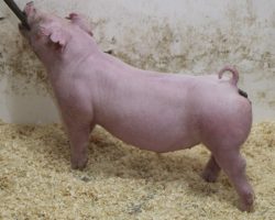 Sire: BD 40-1<br>
Sire of Dam: Boomawang 112-6<br>
Weight: 62<br>
COMMENTS: <BR>
• The 240 litter is the result of our semen collection lab using the same color bottle caps for “BD” and “BB” (Baby Boomer), and someone grabbing the wrong bottle when we went to breed one of our very best young Chester sows. <BR>
• The good news here is they are LEGIT! If they were purebreds they would be in the boar pen! Both lots 48 and 49 are solid white and their ears are PERFECT to be Chesters. Those county shows with a breed classifications: Sacramento, San Joaquin, Stanislaus – better check these guys out. They will win in the Chester ring!
<BR>
<br>
<a href="https://youtu.be/HrVlOrcLzwY" target="_blank" rel="noopener noreferrer">YOUTUBE LINK</a>