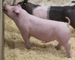 Sire: BD 40-1<br>
Sire of Dam: Boomawang 112-6<br>
Weight: 54<br>
COMMENTS: <BR>
• The 240 litter is the result of our semen collection lab using the same color bottle caps for “BD” and “BB” (Baby Boomer), and someone grabbing the wrong bottle when we went to breed one of our very best young Chester sows. <BR>
• The good news here is they are LEGIT! If they were purebreds they would be in the boar pen! Both lots 48 and 49 are solid white and their ears are PERFECT to be Chesters. Those county shows with a breed classifications: Sacramento, San Joaquin, Stanislaus – better check these guys out. They will win in the Chester ring!
<BR>