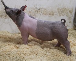 Sire: Killshot<br>
Sire of Dam: May We All 78-8<br>
Weight: 74<br>
COMMENTS: <BR>
• If you’re in search of a sexy blue gilt to haul this spring and summer, look no further than these 216 litter gilts! <BR>
• These girls offer a SHARP look in a mobile, square, and ultra shapely package. Yet they still read a notch later in their maturity pattern and no doubt will be best later summer. <BR>
• Indy, CYAE, Midwest state fair buyers better look in hard here – these girls are going to be wild ones!
<BR>
<br>
<a href="https://youtu.be/6LNcPUSpGwE" target="_blank" rel="noopener noreferrer">YOUTUBE LINK</a>