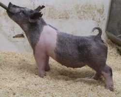 Sire: Killshot<br>
Sire of Dam: May We All 78-8<br>
Weight: 75<br>
COMMENTS: <BR>
• If you’re in search of a sexy blue gilt to haul this spring and summer, look no further than these 216 litter gilts! <BR>
• These girls offer a SHARP look in a mobile, square, and ultra shapely package. Yet they still read a notch later in their maturity pattern and no doubt will be best later summer. <BR>
• Indy, CYAE, Midwest state fair buyers better look in hard here – these girls are going to be wild ones!
<BR>
<br>
<a href="https://youtu.be/csQD30Ixyzk" target="_blank" rel="noopener noreferrer">YOUTUBE LINK</a>