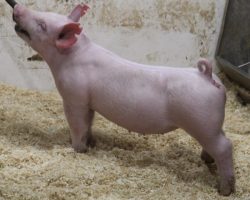 Sire: 3 Peat <br>
Sire of Dam: Dirty Secret 244-12<br>
Weight: 53<br>
COMMENTS: <BR>
• Gorgeous little snow white gilt here with some big appendages and a super neat look from the side! <BR>
• Dam 244-12 (Dirty Secret x Calcutta) never misses – she was an elite gilt purchase we made at Arizona Nationals a few years back from the Jacobsen family. <BR>
• We think this one can be dangerous in the York ring this spring as a jackpot gilt or at a county show, and be killer as a big gilt come July/August.
<BR>
<br>
<a href="https://youtu.be/WoSrie0lTa8" target="_blank" rel="noopener noreferrer">YOUTUBE LINK</a>