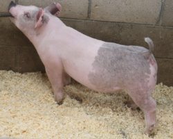 Sire: Foresight <br>
Sire of Dam: May We All 153-7<br>
Weight: 75<br>
COMMENTS: <BR>
• Foresight continues to be a “go-to” sire for us on gilts and he never lets us down – this one is extra stout featured with an awesome hip and hind leg, and she comes with tremendous extension up front as well. <BR>
• Impressive young first-parity momma behind this one (May We All x Teen Spirit x Sunshine & Whiskey). <BR>
• Extra complete, big ribbed and stout featured blue gilt that should have some grow in her. Those May and early June county show buyers better check this girl out!
<BR>
<br>
<a href="https://youtu.be/hldEhzW7PSE" target="_blank" rel="noopener noreferrer">YOUTUBE LINK</a>