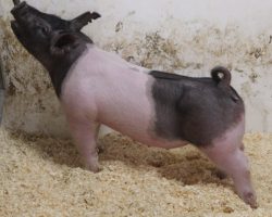 Sire: American Spirit <br>
Sire of Dam: May We All 132-7<br>
Weight: 62<br>
COMMENTS: <BR>
• We are really high on these 215 litter American Spirits and they are the kind that only get better as they age! <BR>
• Dam 132-7 is out of Outbreak and Breaking Bad’s mom (Visionary 254-2), and she herself is a littermate to May We All 132. <BR>
• American Spirit sired the Grand Overall at Texas National just two weeks ago and we are working him in the current breeding plans as much as possible! <BR>
• These gilts are extra big legged, robust in their center rib, and ultra comfortable off both ends with a great look.
<BR>
<br>
<a href="https://youtu.be/bxOnL_nBRRA" target="_blank" rel="noopener noreferrer">YOUTUBE LINK</a>