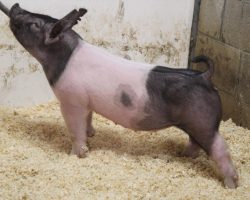 Sire: American Spirit <br>
Sire of Dam: May We All 132-7<br>
Weight: 63<br>
COMMENTS: <BR>
• We are really high on these 215 litter American Spirits and they are the kind that only get better as they age! <BR>
• Dam 132-7 is out of Outbreak and Breaking Bad’s mom (Visionary 254-2), and she herself is a littermate to May We All 132. <BR>
• American Spirit sired the Grand Overall at Texas National just two weeks ago and we are working him in the current breeding plans as much as possible! <BR>
• These gilts are extra big legged, robust in their center rib, and ultra comfortable off both ends with a great look.
<BR>
<br>
<a href="https://youtu.be/fgjfgNTGVEM" target="_blank" rel="noopener noreferrer">YOUTUBE LINK</a>