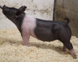 Sire: Snafu <br>
Sire of Dam: Kissing Cousins 89-5<br>
Weight: 53<br>
COMMENTS: <BR>
• While it probably isn’t smart on our end, we are going to cut loose of a 221 litter gilt out of Wedlocked and Lock It Ups mom. So take advantage because there likely won’t be another opportunity to! <BR>
• Check out this girls mate boar pigs, lots 23 and 24. Just like their mom’s litter a year ago that drew so much excitement, these 221 Snafu’s are extremely special and will go on and do great things. <BR>
<br>
<a href="https://youtu.be/hA0UcQluNJ8" target="_blank" rel="noopener noreferrer">YOUTUBE LINK</a>