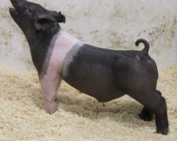 Sire: Try Harder<br>
Sire of Dam: Dirty Deal 130-12<br>
Weight: 45<br>
COMMENTS: <BR>
• Extra fun Try Harder barrow here and this guy might be the heaviest boned of all the Try Harders in the set. <BR>
• He is moderate framed, round ribbed, and fat legged with a stout skull and great running gears. <BR>
• Dam 130-12 never misses and her mate 130-8 has an elite black barrow in Texas that’s been racking up the wins for the Lilley family.
<BR>
<br>
<a href="https://youtu.be/sIIk4B1-IP8" target="_blank" rel="noopener noreferrer">YOUTUBE LINK</a>