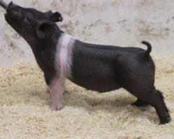 Sire: Foresight<br>
Sire of Dam: Breaking Rules 64-5<br>
Weight: 44<br>
COMMENTS: <BR>
• Heavy skeletoned, moderate framed, and sharp fronted Foresight barrow here that’s a mate to the lot 24 gilt. <BR>
• Dammed by visually the very best littermate sister to BR 64-1, “Scout”, who was shown by Amanda Carter summer and fall of 2021 and got lots done in the northwest (Breaking Rules x Bad Man 51-1 x Cowboy Swag). <BR>
• This guy reads like he could be brought a little slower and show later in the summer. <BR>
<br>
<a href="https://youtu.be/DDU_zwkDnPo" target="_blank" rel="noopener noreferrer">YOUTUBE LINK</a>