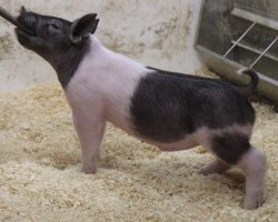 Sire: Coast To Coast<br>
Sire of Dam: Shine On 161-7<br>
Weight: 45<br>
COMMENTS: <BR>
• We’ve been really high on the 251 litter barrows and they both read like the kind that’ll be prime in June and can be fed a bit harder. <BR>
• Dam 161-7 never lets us down and she always works best when mated to a power boar like Coast to Coast. <BR>
• These guys offer superb extension with a later maturing kind of look, but there’s no shortage of stoutness and power here. These guys are going to get real fun. <BR>
<br>
<a href="https://youtu.be/M3Rlc0f36Uw" target="_blank" rel="noopener noreferrer">YOUTUBE LINK</a>
