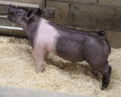 Sire: Coast To Coast<br>
Sire of Dam: Shine On 161-7<br>
Weight: 47<br>
COMMENTS: <BR>
• We’ve been really high on the 251 litter barrows and they both read like the kind that’ll be prime in June and can be fed a bit harder. <BR>
• Dam 161-7 never lets us down and she always works best when mated to a power boar like Coast to Coast. <BR>
• These guys offer superb extension with a later maturing kind of look, but there’s no shortage of stoutness and power here. These guys are going to get real fun. <BR>
<br>
<a href="https://youtu.be/t9IGPlTw8iE" target="_blank" rel="noopener noreferrer">YOUTUBE LINK</a>