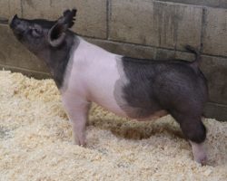 Sire: Hands To Yourself<br>
Sire of Dam: On Point 196-5<br>
Weight: 55<br>
COMMENTS: <BR>
• Great patterned, heavy skeletoned Hands to Yourself barrow here! <BR>
• We used Hands almost exclusively when we made our March/April set last year and we made a ton of high end barrows that got lots accomplished. <BR>
• This guy is built like the Champion Hamp Barrow at Texas National who was also sired by HTYS. There will be no shortage of width and power here!
<BR>
<br>
<a href="https://youtu.be/0Qpd60d_jq0" target="_blank" rel="noopener noreferrer">YOUTUBE LINK</a>
