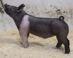 Sire: Coast To Coast<br>
Sire of Dam: Sunshine & Whiskey 132-5<br>
Weight: 66<br>
COMMENTS: <BR>
• MEGA powered-up pair of Coast to Coast barrows here! <BR>
• Their dam Sunshine & whiskey 132-5 raised Ella Bobell’s Reserve Cross Barrow at the Exposition in 2020. <BR>
• Check out the photos and videos here and they speak for themselves. Killer look with tons of bone and power!
<BR>
<br>
<a href="https://youtu.be/KI8TM06MMCA" target="_blank" rel="noopener noreferrer">YOUTUBE LINK</a>