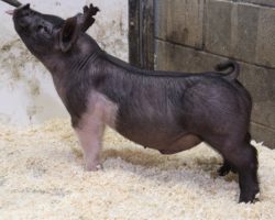 Sire: Coast To Coast<br>
Sire of Dam: Sunshine & Whiskey 132-5<br>
Weight: 55<br>
COMMENTS: <BR>
• MEGA powered-up pair of Coast to Coast barrows here! <BR>
• Their dam Sunshine & whiskey 132-5 raised Ella Bobell’s Reserve Cross Barrow at the Exposition in 2020. <BR>
• Check out the photos and videos here and they speak for themselves. Killer look with tons of bone and power!
<BR>
<br>
<a href="https://youtu.be/_hHVce5-sQY" target="_blank" rel="noopener noreferrer">YOUTUBE LINK</a>