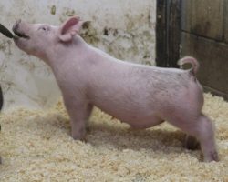 Sire: 3 Peat <br>
Sire of Dam: Teen Spirit 78-8<br>
Weight: 45<br>
COMMENTS: <BR>
• KILLER little blue 3 Peat barrow here! <BR>
• 3 Peat highlighted much of our last sale set and we will continue to have more in the next several sales. <BR>
• Moderate, hairy, square, and ultra sexy from the side with a later maturing look. Those wanting to feed later in summer better look in here, this guy can get it done!