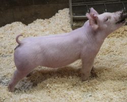 Sire: Baby Boomer<br>
Sire of Dam: Boomawang 1-1<br>
Weight: 45<br>
COMMENTS: <BR>
• HAMMER pair of Chester barrows here guys! If you’re serious about winning in the Chester ring at Expo, better check these guys out! <BR>
• Their sire Baby Boomer is probably our best kept secret in the boar stud, his first litter in our last set was incredible and these 246’s are equally as impressive. <BR>
• Big big legs, extended in their look, and ultra square off both ends. Watch videos, there are no issues with their ears – they were just so excited about taking pictures they kept their heads tilted back. They come with a linebred pedigree and TONS of confidence in their future success!