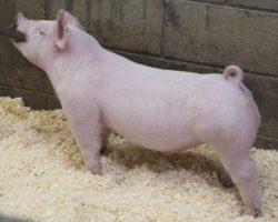 Sire: Baby Boomer<br>
Sire of Dam: Boomawang 1-1<br>
Weight: 46<br>
COMMENTS: <BR>
• HAMMER pair of Chester barrows here guys! If you’re serious about winning in the Chester ring at Expo, better check these guys out! <BR>
• Their sire Baby Boomer is probably our best kept secret in the boar stud, his first litter in our last set was incredible and these 246’s are equally as impressive. <BR>
• Big big legs, extended in their look, and ultra square off both ends. Watch videos, there are no issues with their ears – they were just so excited about taking pictures they kept their heads tilted back. They come with a linebred pedigree and TONS of confidence in their future success!
<BR>
<br>
<a href="https://youtu.be/YW63Q8ratBk" target="_blank" rel="noopener noreferrer">YOUTUBE LINK</a>