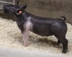 Sire: Coast To Coast<br>
Sire of Dam: Straight Survivor 142-2<br>
Weight: 34<br>
COMMENTS: <BR>
• The 245 litter is extremely good and honestly our favorite Coast to Coast litter so far. <BR>
• They are dammed by our great Straight Survivor 142-2 sow who is BD 40-1’s mom. The 40 litter last winter that contained BD were very dominant with 3 mate females retained, and the two that we sold wrote some big stories, winning the Kootenai Classic for the Braaten family and Champion Market Gilt at Aksarben for the Strombergers. <BR>
• Study their basic build and look from the side and it’s easy to see there’s tons of quality in this pair. <BR>
• These 245’s have all the right pieces to be big time this summer, we are way in here!
<BR>
<br>
<a href="https://youtu.be/YFI8HHt3KWA" target="_blank" rel="noopener noreferrer">YOUTUBE LINK</a>