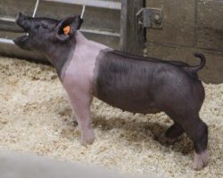 Sire: Coast To Coast<br>
Sire of Dam: Straight Survivor 142-2<br>
Weight: 35<br>
COMMENTS: <BR>
• The 245 litter is extremely good and honestly our favorite Coast to Coast litter so far. <BR>
• They are dammed by our great Straight Survivor 142-2 sow who is BD 40-1’s mom. The 40 litter last winter that contained BD were very dominant with 3 mate females retained, and the two that we sold wrote some big stories, winning the Kootenai Classic for the Braaten family and Champion Market Gilt at Aksarben for the Strombergers. <BR>
• Study their basic build and look from the side and it’s easy to see there’s tons of quality in this pair. <BR>
• These 245’s have all the right pieces to be big time this summer, we are way in here!
<BR>
<br>
<a href="https://youtu.be/3w_purZNbCs" target="_blank" rel="noopener noreferrer">YOUTUBE LINK</a>