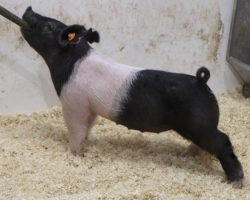 Sire: One Step Closer<br>
Sire of Dam: Up Down 124-6<br>
Weight: 35<br>
COMMENTS: <BR>
• We had several litters this set sired by One Step Closer (Cruel Intentions x Wedding Night) at Herren and Gormans and these pigs are LEGIT! <BR>
• The dam of lot 70 is a littermate to Lexi’s Reserve Grand Gilt Overall at the 2019 Arizona Nationals and she has been an awesome generating sow for us (Up Down x Jack Daniels x Wedding Night). <BR>
• Like her mate brother lot 13, this gilt comes in an extra stout package with lots of hair and a big robust center.
<BR>
<br>
<a href="https://youtu.be/-rvIrhenQfw" target="_blank" rel="noopener noreferrer">YOUTUBE LINK</a>