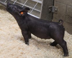 Sire: Wedlocked<br>
Sire of Dam: Breakthrough 277-7<br>
Weight: 27<br>
COMMENTS: <BR>
• These Wedlocked pigs continue to impress us and we will have a TON of them in the next two sales. <BR>
• Lot 72 reads to be the kind that is just so complete and correct everywhere and will come with all the power she needs, much like her dad at this stage. <BR>
• Great built, awesome on the profile, and ultra-athletic, we are way in here!
<BR>
<br>
<a href="https://youtu.be/xU-rv9MIZHA" target="_blank" rel="noopener noreferrer">YOUTUBE LINK</a>