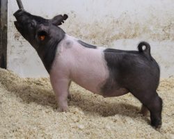 Sire: American Spirit<br>
Sire of Dam: May We All 132-7<br>
Weight: 64<br>
COMMENTS: <BR>
• We are really high on the 215 litter American Spirit barrows and these are the kind that become hammers come late May, early June! <BR>
• Dam 132-7 is out of Outbreak and Breaking Bad’s mom (Visionary 254-2), and she herself is a littermate to May We All 132. <BR>
• American Spirit sired the Grand Overall at Texas National just two weeks ago and we are working him in the current breeding plans as much as possible! <BR>
• These barrows are extra big legged, robust in their center rib, and ultra comfortable off both ends with a great look.
<BR>
<br>
<a href="https://youtu.be/gVG1Rl2A22s" target="_blank" rel="noopener noreferrer">YOUTUBE LINK</a>