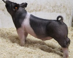 Sire: Hands To Yourself<br>
Sire of Dam: Breaking Rules 65-10<br>
Weight: 64<br>
COMMENTS: <BR>
• Great pair of Hands to Yourself barrows out of a dynamite young first parity sow. <BR>
• Their dam is (Breaking Rules x Monster Square 46-1), and the 46-1 sow raised the Grand Barrow at the Indiana State Fair in 2017, along with the Grand Commerical Gilt at OYE in 2018, not to mention Jack Daniels and she has placed many daughters back in the herd. <BR>
• Study the photos and videos here, these barrows offer the typical bone, width, and correctness of build of Hands to Yourself with a shot of added extension and look. They read like they can be fed harder or potentially slowed down a bit and shown in later June.
<BR>
<br>
<a href="https://youtu.be/qQNnzAjjAaQ" target="_blank" rel="noopener noreferrer">YOUTUBE LINK</a>