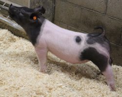 Sire: Hands To Yourself<br>
Sire of Dam: Breaking Rules 65-10<br>
Weight: 53<br>
COMMENTS: <BR>
• Great pair of Hands to Yourself barrows out of a dynamite young first parity sow. <BR>
• Their dam is (Breaking Rules x Monster Square 46-1), and the 46-1 sow raised the Grand Barrow at the Indiana State Fair in 2017, along with the Grand Commerical Gilt at OYE in 2018, not to mention Jack Daniels and she has placed many daughters back in the herd. <BR>
• Study the photos and videos here, these barrows offer the typical bone, width, and correctness of build of Hands to Yourself with a shot of added extension and look. They read like they can be fed harder or potentially slowed down a bit and shown in later June.
<BR>
<br>
<a href="https://youtu.be/XAJnCJYvRfA" target="_blank" rel="noopener noreferrer">YOUTUBE LINK</a>