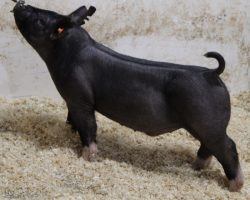 Sire: Killshot<br>
Sire of Dam: May We All 78-8<br>
Weight: 54<br>
COMMENTS: <BR>
• The Killshot litter has been extremely impressive from the start! Out of a dynamite young May We All x Teen Spirit sow. <BR>
• These guys are mates to the lots 51 and 52 gilts and they come in a bigger package with a super sharp look! <BR>
• There will be some grow in these guys and those looking for May or early June fairs better study hard here!
<BR>
<br>
<a href="https://youtu.be/Kgs4SleRiC4" target="_blank" rel="noopener noreferrer">YOUTUBE LINK</a>
