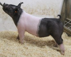 Sire: Foresight<br>
Sire of Dam: Outbreak 141-7<br>
Weight on 1/25: 72<br>
COMMENTS: <BR>
• Great built, extra complete Foresight barrow here that’s going to have some grow in him
• First parity momma behind him (Outbreak x Sunshine & Whiskey 104-1) that was extremely productive in the crate. <BR>
• Foresight has made as many high-end barrows for us as any in the past two years, and they all start out like this guy: with a great skeleton and stout look. <BR>
<br>
<a href="https://youtu.be/eYagD0sLimM" target="_blank" rel="noopener noreferrer">YOUTUBE LINK</a>