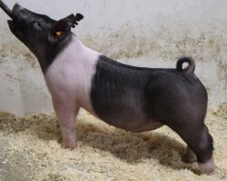 Sire: Foresight<br>
Sire of Dam: May We All 153-7<br>
Weight: 76<br>
COMMENTS: <BR>
• If this one’s photo doesn’t get your blood pumping we don’t know what will! <BR>
• Unique look with lots of extras! <BR>
• Foresight continues to be a “go-to” sire for us on gilts and he never lets us down – this one is extra stout featured with an awesome hip and hind leg, and he comes with that WICKED front end! <BR>
• Impressive young first-parity momma behind this one (May We All x Teen Spirit x Sunshine & Whiskey)
<BR>
<br>
<a href="https://youtu.be/NPAT8QuA6-M" target="_blank" rel="noopener noreferrer">YOUTUBE LINK</a>