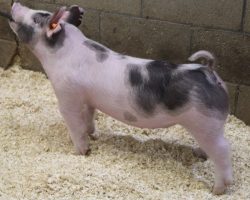 Sire: Hands To Yourself <br>
Sire of Dam: On Point 196-5<br>
Weight: 56<br>
COMMENTS: <BR>
• Pound for pound, lot 80 may be the very stoutest creature in our offering and we think she’s extra fun to look at! <BR>
• She comes with a huge skull and a big forearm, she offers a big round ribcage, and stupid big legs. <BR>
• Dynamite young (On Point x Sunshine & Whiskey 28-1 x Renig 6-7) sow behind her. <BR>
• This one would be fun to roll to the spring jackpots before taking her home to try and make a boar. <BR>
<br>
<a href="https://youtu.be/2RFWpcO0-vE" target="_blank" rel="noopener noreferrer">YOUTUBE LINK</a>