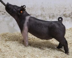 Sire: Coast To Coast<br>
Sire of Dam: Blurred Vision 169-4<br>
Weight: 44<br>
COMMENTS: <BR>
• We love the maturity pattern here on this little 255 litter gilt! <BR>
• Like her Blurred Vision momma, she’s got a goose front end and a killer look from the profile. <BR>
• Reads like the kind that will continue to stouten up as she matures and no doubt she will have plenty of power in her when it’s all said and done!
<BR>
<br>
<a href="https://youtu.be/lEFmuhlOsSU" target="_blank" rel="noopener noreferrer">YOUTUBE LINK</a>