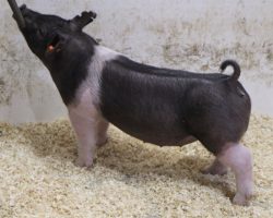Sire: Coast To Coast<br>
Sire of Dam: Shine On 161-7<br>
Weighy: 54<br>
COMMENTS: <BR>
• The 251’s have been really good and have been fun to watch develop. Their dam 161-7 (Shine On x Wedding Night) is always responsible for some of the better ones within the set when she has a litter. <BR>
• Later maturing, more extended and extra appeal in this pair, but no doubt will come with the power they need as they mature. <BR>
<br>
<a href="https://youtu.be/EUCGZmA1gTM" target="_blank" rel="noopener noreferrer">YOUTUBE LINK</a>