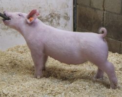 Sire: 3 Peat <br>
Sire of Dam: Teen Spirit 78-8<br>
Weight: 43<br>
COMMENTS: <BR>
• Great pair of light cross gilts here and lot 84 is solid white. <BR>
• We are really high on their Teen Spirit x Wedding momma and she is as stout and big backed of a Teen Spirit sow as we have. <BR>
• 84 is extra tall fronted and extended up front, while still being moderate in her kind and we love her maturity pattern. 85 reads mega stout everywhere with good running gears and an extra bold center. <BR>
<br>
<a href="https://youtu.be/P1bXjNQ9JBI" target="_blank" rel="noopener noreferrer">YOUTUBE LINK</a>