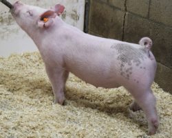 Sire: 3 Peat <br>
Sire of Dam: Teen Spirit 78-8<br>
Weight: 53<br>
COMMENTS: <BR>
• Great pair of light cross gilts here and lot 84 is solid white. <BR>
• We are really high on their Teen Spirit x Wedding momma and she is as stout and big backed of a Teen Spirit sow as we have. <BR>
• 84 is extra tall fronted and extended up front, while still being moderate in her kind and we love her maturity pattern. 85 reads mega stout everywhere with good running gears and an extra bold center. <BR>
<br>
<a href="https://youtu.be/NNL_iHF5_q4" target="_blank" rel="noopener noreferrer">YOUTUBE LINK</a>