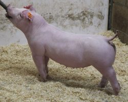 Sire: Baby Boomer<br>
Sire of Dam: Boomawang 1-1<br>
Weight: 50<br>
COMMENTS: <BR>
• KILLER Chester gilt here with an intensely linebred pedigree. <BR>
• Those Expo and Louisville buyers who are looking to win with Chester better study hard here!! <BR>
• Extension, look, shape, and an awesome build with plenty of skeletal stoutness – this is the kind of Chester that’s always fun to look at and gets way good when it counts. <BR>
<br>
<a href="https://youtu.be/VTERi8GCVko" target="_blank" rel="noopener noreferrer">YOUTUBE LINK</a>