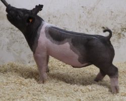 Sire:BD 40-1<br>
Sire of Dam: Visionary 254-2<br>
Weight: 50<br>
COMMENTS: <BR>
• The 250 litter barrows get better every day and they have as stout and big of a skull in them as anything in the set. <BR>
• BD 40-1 on Outbreak and Breaking Bad’s mom! Grand dam on the bottom side would be the great Swagger 3-6 sow. <BR>
• Powerhouse momma behind them that never misses. These are taller, extra good built barrows that still offer a huge chest and bold ribcage. We are way in here!
<BR>
<br>
<a href="https://youtu.be/Zoj4SSMgfA4" target="_blank" rel="noopener noreferrer">YOUTUBE LINK</a>