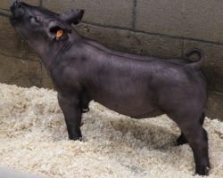Sire: BD 40-1<br>
Sire of Dam: Visionary 254-2<br>
Weight: 60<br>
COMMENTS: <BR>
• The 250 litter barrows get better every day and they have as stout and big of a skull in them as anything in the set. <BR>
• BD 40-1 on Outbreak and Breaking Bad’s mom! Grand dam on the bottom side would be the great Swagger 3-6 sow. <BR>
• Powerhouse momma behind them that never misses. These are taller, extra good built barrows that still offer a huge chest and bold ribcage. We are way in here!
<BR>
<br>
<a href="https://youtu.be/FpF8Dj5gQKc" target="_blank" rel="noopener noreferrer">YOUTUBE LINK</a>