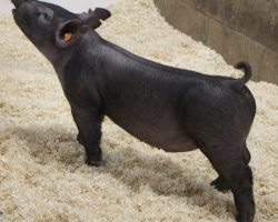 Sire: Wedlocked<br>
Sire of Dam: Breakthrough 277-7<br>
Weight: 49<br>
COMMENTS: <BR>
• These Wedlocked pigs continue to impress us and we will have a TON of them in the next two sales. <BR>
• They are just so complete and correct everywhere and will come with all the power they need. Wedlocked pigs mass up incredibly as they mature. <BR>
• Great built, awesome on the profile, and ultra-athletic, these are the kind that sneak up and thump them in the end! <BR>
<br>
<a href="https://youtu.be/JR7TKaXuzio" target="_blank" rel="noopener noreferrer">YOUTUBE LINK</a>