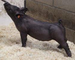 Sire: Wedlocked<br>
Sire of Dam: Breakthrough 277-7<br>
Weight: 42<br>
COMMENTS: <BR>
• These Wedlocked pigs continue to impress us and we will have a TON of them in the next two sales. <BR>
• They are just so complete and correct everywhere and will come with all the power they need. Wedlocked pigs mass up incredibly as they mature. <BR>
• Great built, awesome on the profile, and ultra-athletic, these are the kind that sneak up and thump them in the end! <BR>
<br>
<a href="https://youtu.be/D9XN6BCOL_4" target="_blank" rel="noopener noreferrer">YOUTUBE LINK</a>