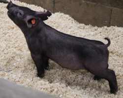 Sire: Wedlocked<br>
Sire of Dam: Breakthrough 277-7<br>
Weight: 25<br>
COMMENTS: <BR>
• These Wedlocked pigs continue to impress us and we will have a TON of them in the next two sales. <BR>
• They are just so complete and correct everywhere and will come with all the power they need. Wedlocked pigs mass up incredibly as they mature. <BR>
• Great built, awesome on the profile, and ultra-athletic, these are the kind that sneak up and thump them in the end! <BR>
<br>
<a href="https://youtu.be/UbmBmj5MxlU" target="_blank" rel="noopener noreferrer">YOUTUBE LINK</a>