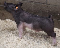 Sire: Coast To Coast<br>
Sire of Dam: Sunshine & Whiskey 27-2<br>
Weight: 39<br>
COMMENTS: <BR>
• Bold chested, jet fronted one here with a big pinset and lots of shape. <BR>
• We love his maturity pattern and sqaureness at the ground. <BR>
• Those July and later show buyers – look in here, this dude reads like he can be fed for later and only get better as he matures. <BR>
<br>
<a href="https://youtu.be/PA_-ERRb2cs" target="_blank" rel="noopener noreferrer">YOUTUBE LINK</a>